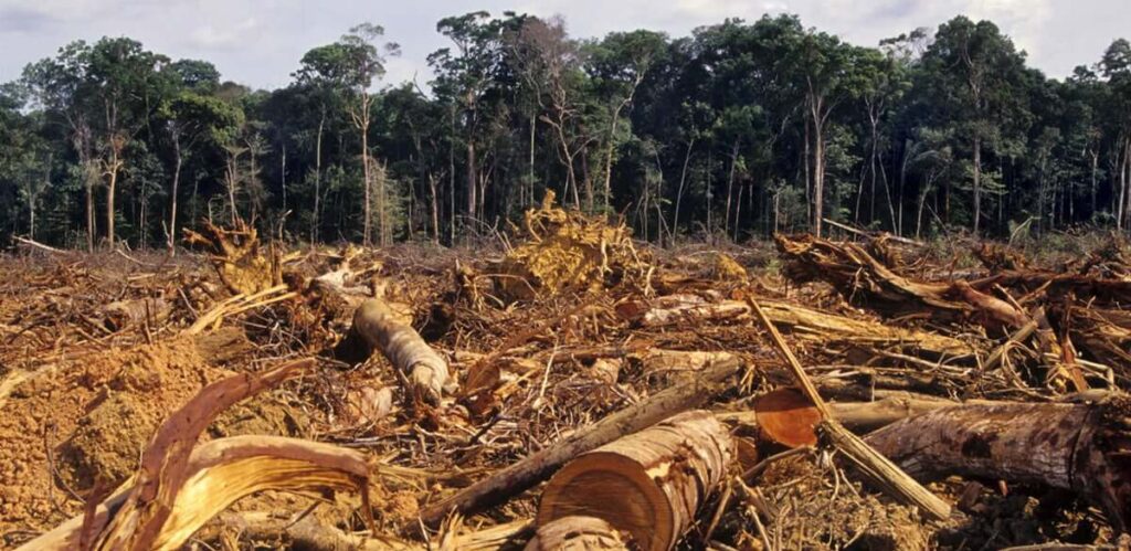 Global Deforestation: Causes, Effects and Future Challenges